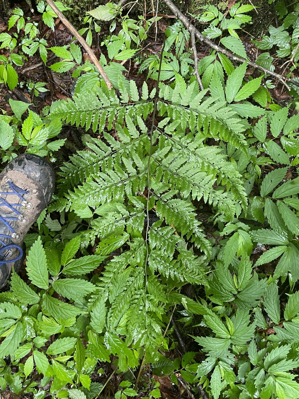 大形のヤマイヌワラビ(小羽軸有棘)。2022年7月22日 西沢渓谷 大形のヤマイヌワラビ(小羽軸有棘)。2022年7月22日 西沢渓谷