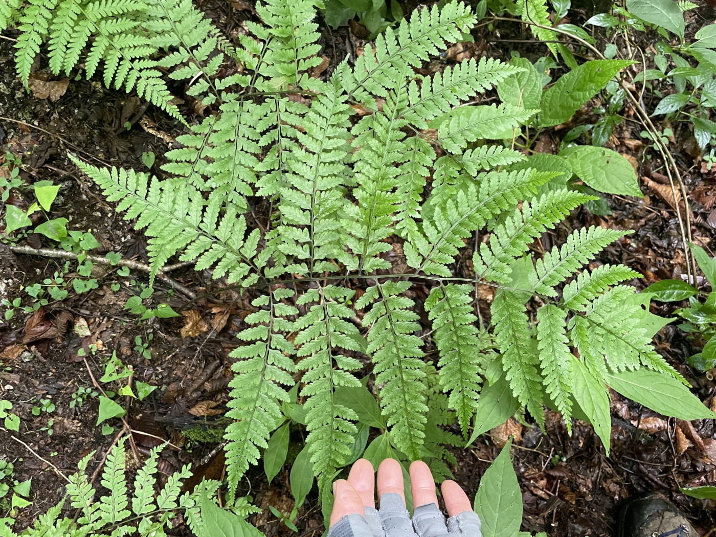 渓谷沿いウエットな林床に生育する大形のヤマイヌワラビ(小羽軸有棘)。2022年7月22日 西沢渓谷 渓谷沿いウエットな林床に生育する大形のヤマイヌワラビ(小羽軸有棘)。2022年7月22日 西沢渓谷