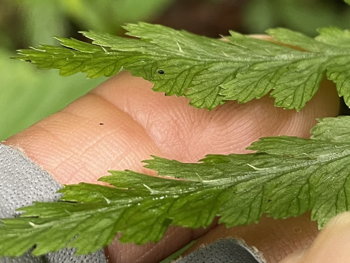 大形のヤマイヌワラビ(小羽軸有棘)、小羽軸上の棘。2022年7月22日 西沢渓谷 大形のヤマイヌワラビ(小羽軸有棘)、小羽軸上の棘。2022年7月22日 西沢渓谷