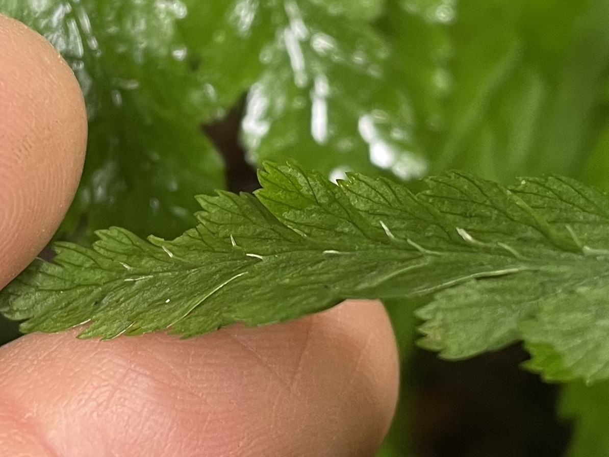 大形のヤマイヌワラビ(小羽軸有棘)、小羽軸上の棘。2022年7月22日 西沢渓谷 大形のヤマイヌワラビ(小羽軸有棘)、小羽軸上の棘。2022年7月22日 西沢渓谷