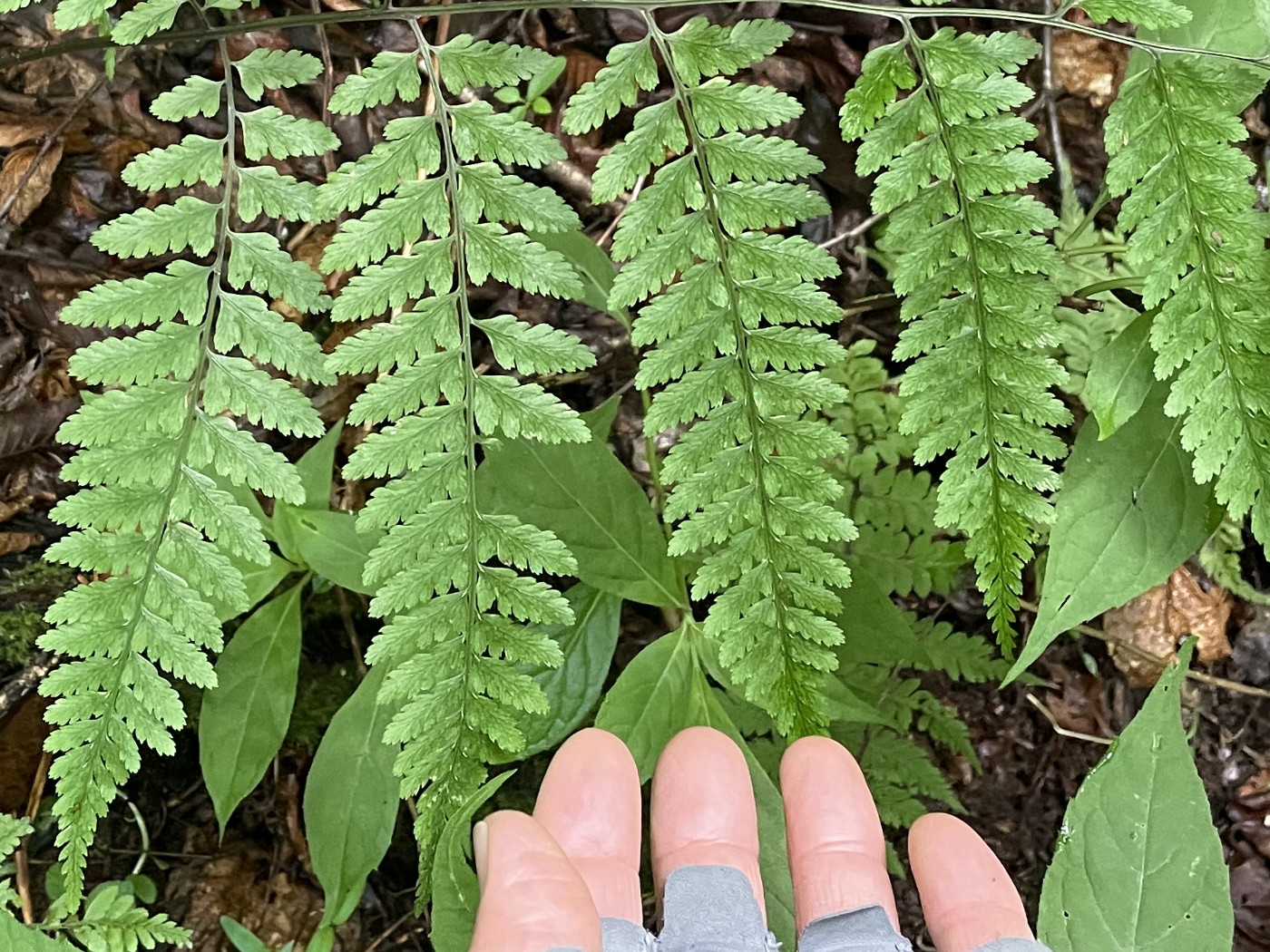 大形のヤマイヌワラビ(小羽軸有棘)、羽片。2022年7月22日 西沢渓谷 大形のヤマイヌワラビ(小羽軸有棘)、羽片。2022年7月22日 西沢渓谷