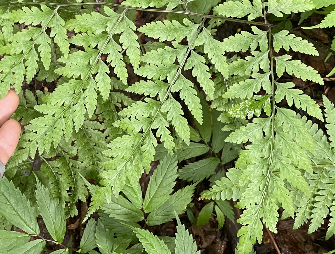 大形のヤマイヌワラビ(小羽軸有棘)、羽片上の棘。2022年7月22日 西沢渓谷 大形のヤマイヌワラビ(小羽軸有棘)、羽片上の棘。2022年7月22日 西沢渓谷