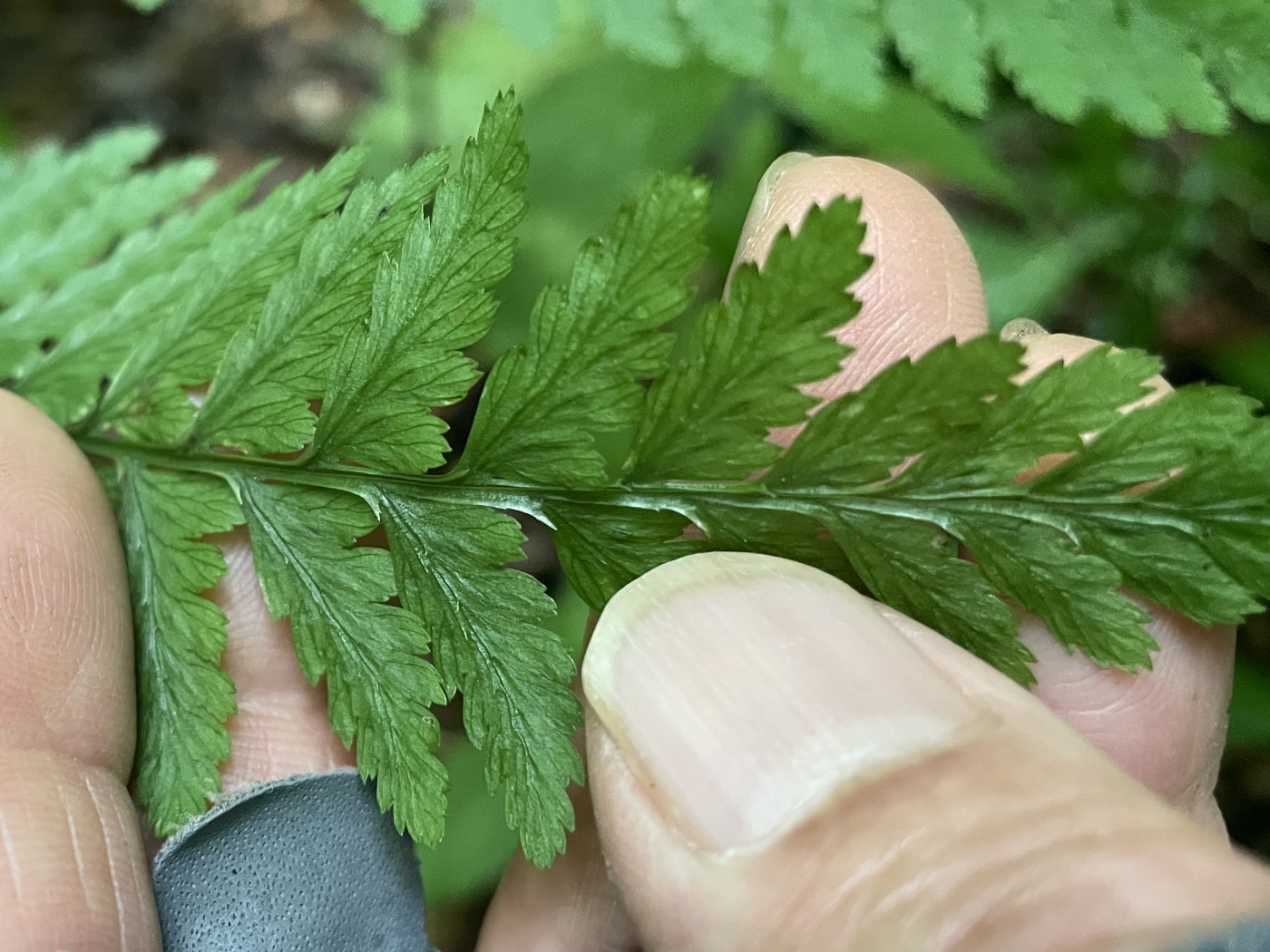 大形のヤマイヌワラビ(小羽軸有棘)、羽軸上の棘。2022年7月22日 西沢渓谷 大形のヤマイヌワラビ(小羽軸有棘)、羽軸上の棘。2022年7月22日 西沢渓谷