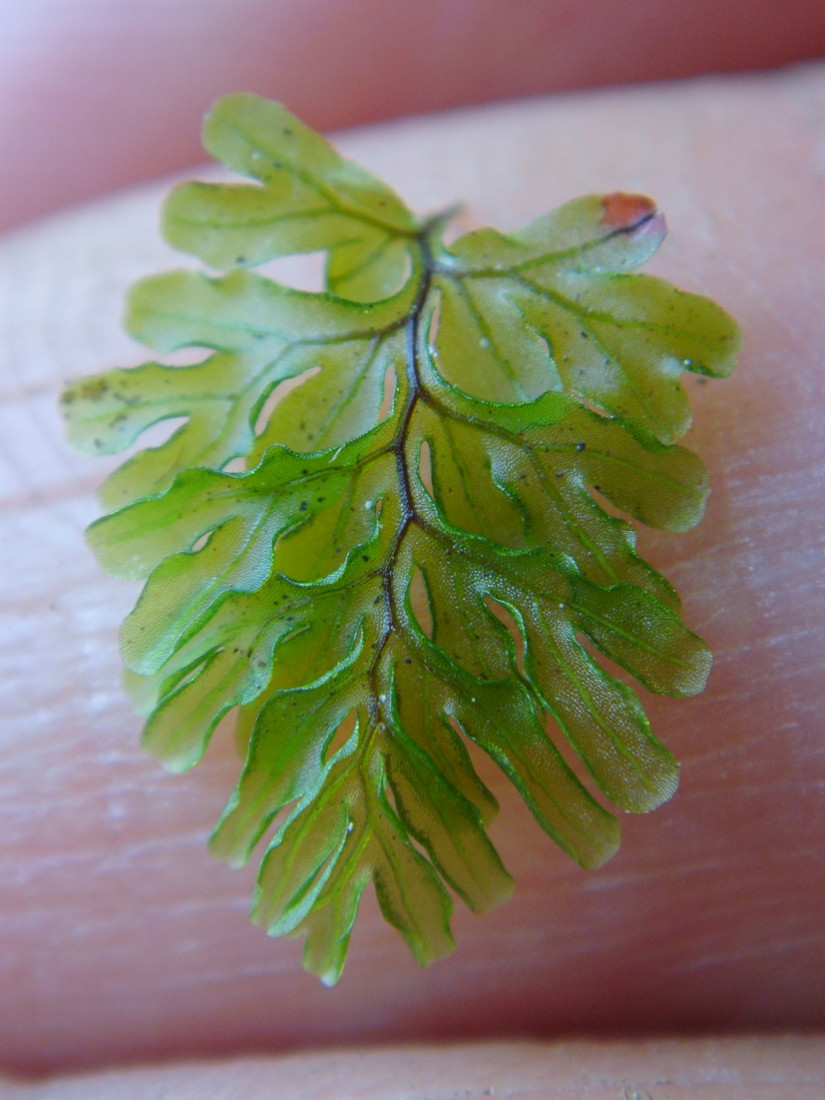 丹沢のシダ/ヒメコケシノブ - 神奈川県のシダ植物