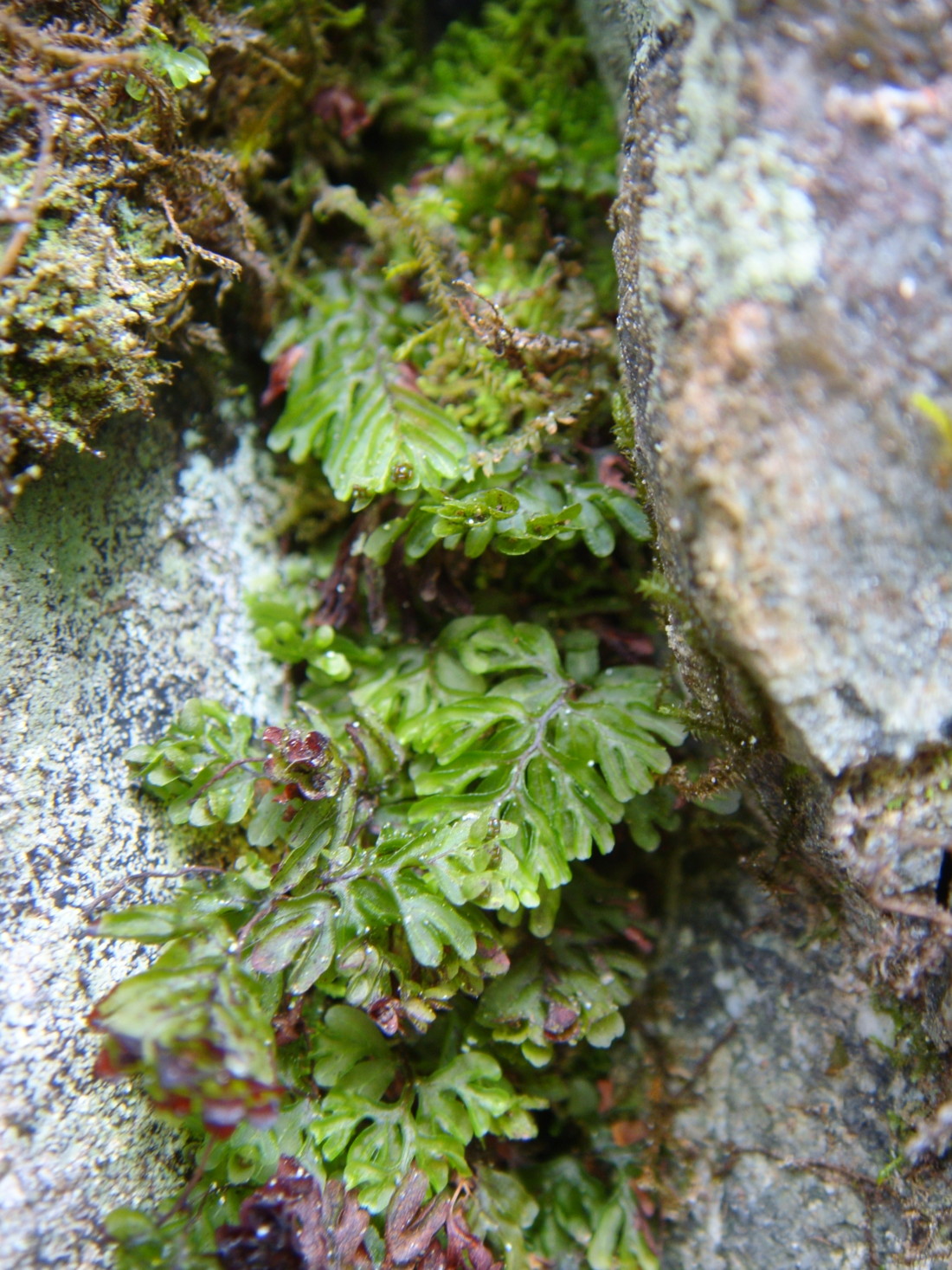 丹沢のシダ/ヒメコケシノブ - 神奈川県のシダ植物
