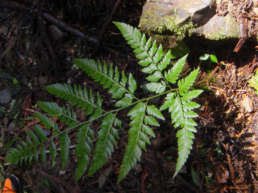 高尾周辺のシダ/ミドリカナワラビ - 神奈川県のシダ植物