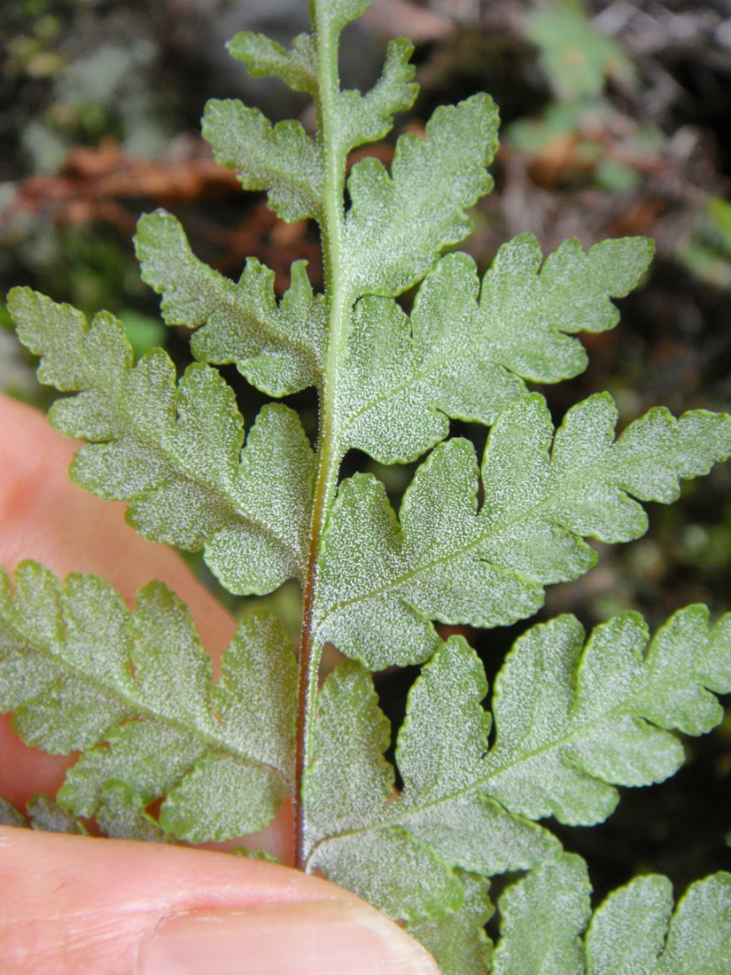 奥多摩 御岳山のシダ/ミヤマウラジロ - 神奈川県のシダ植物