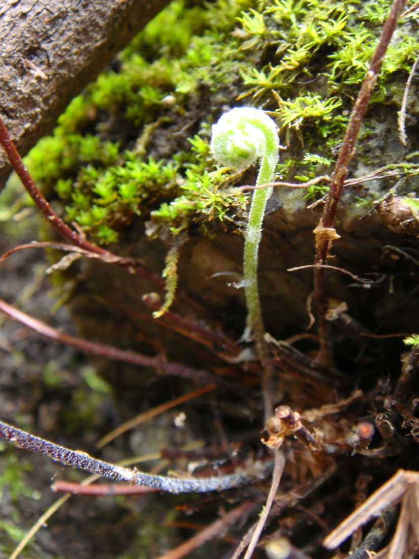 奥多摩 御岳山のシダ/ミヤマウラジロ - 神奈川県のシダ植物