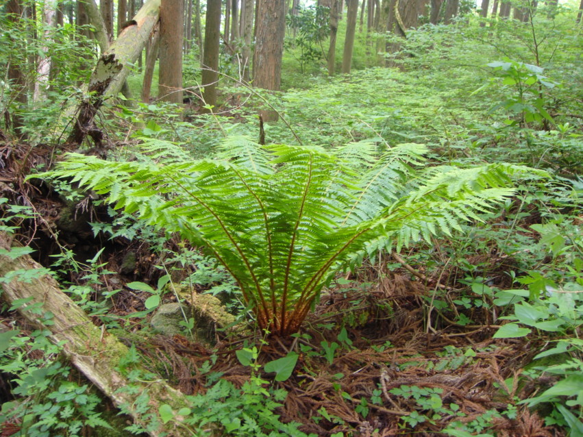 日本産シダ植物標準図鑑2
