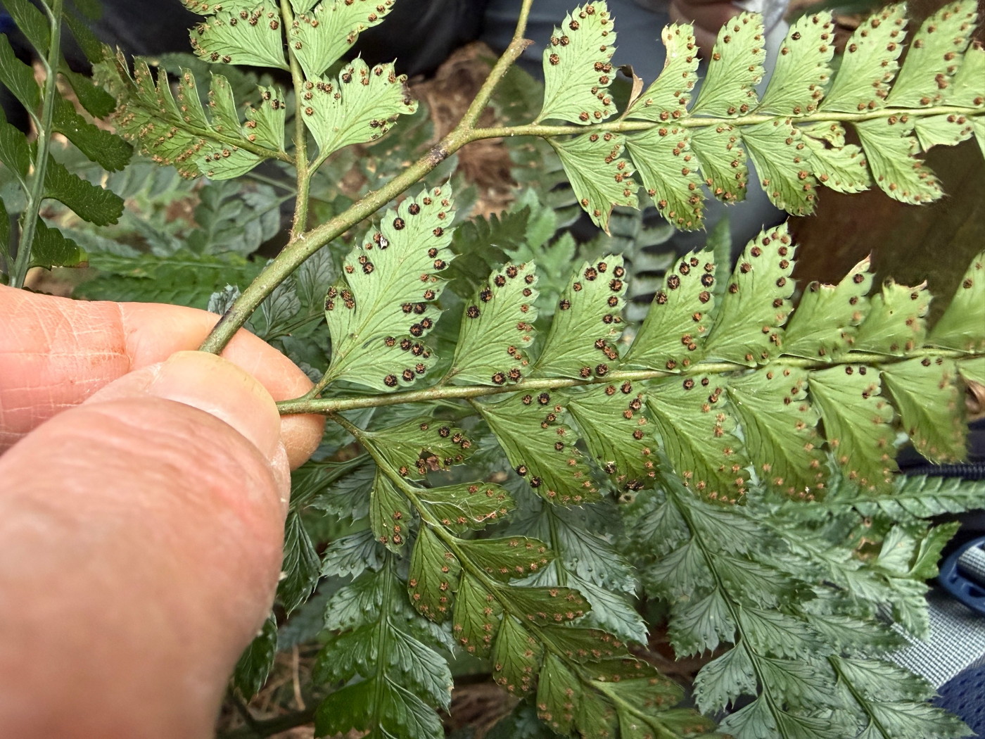 オオカナワラビ3、胞子のう群。2025年11月13日 静岡 由比 オオカナワラビ3、胞子のう群。2025年11月13日 静岡 由比