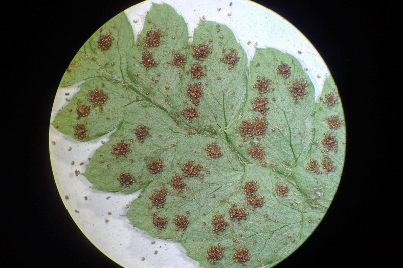 イワシロイノデ - 神奈川県のシダ植物 イワシロイノデ - 神奈川県のシダ植物