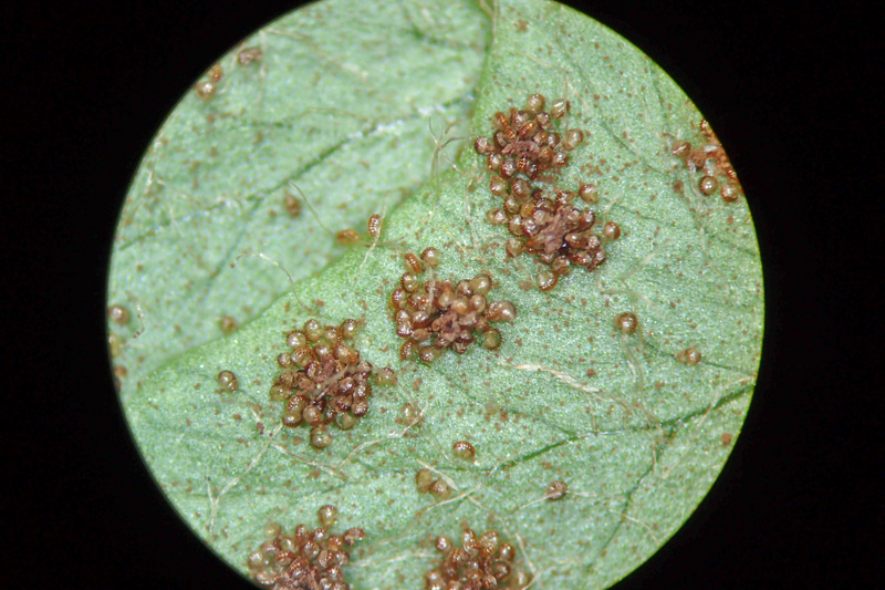リアル　　イワシロイノデなど イワシロイノデ - 神奈川県のシダ植物