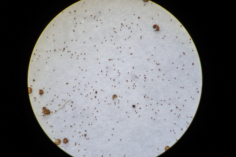 イワシロイノデ - 神奈川県のシダ植物