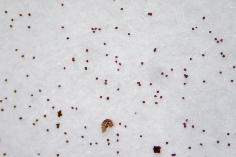 イワシロイノデ - 神奈川県のシダ植物