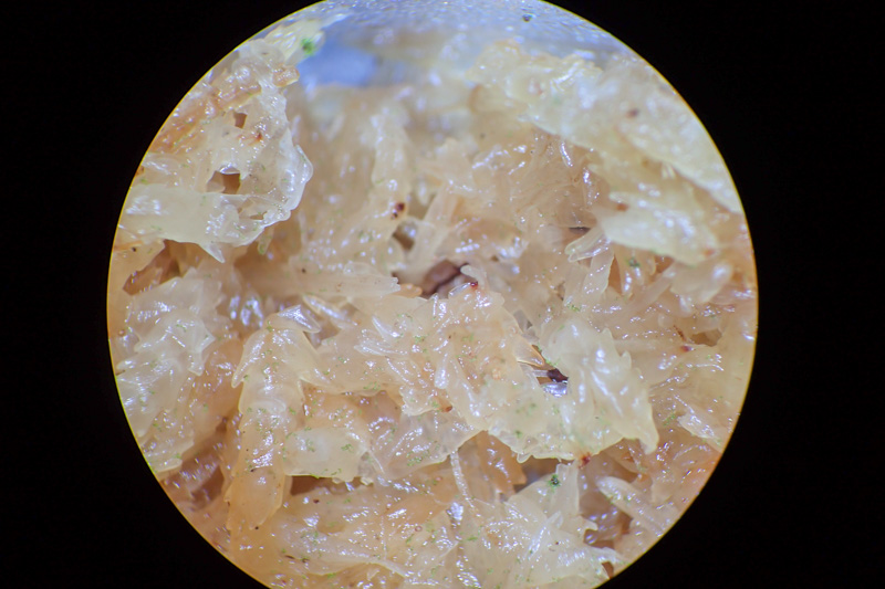 イワシロイノデ - 神奈川県のシダ植物