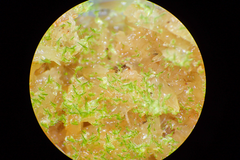 リアル　　イワシロイノデなど イワシロイノデ - 神奈川県のシダ植物