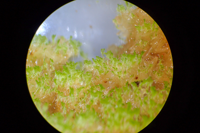 イワシロイノデ - 神奈川県のシダ植物