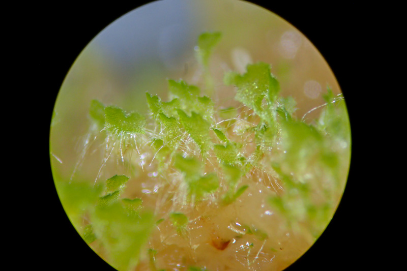 イワシロイノデ - 神奈川県のシダ植物