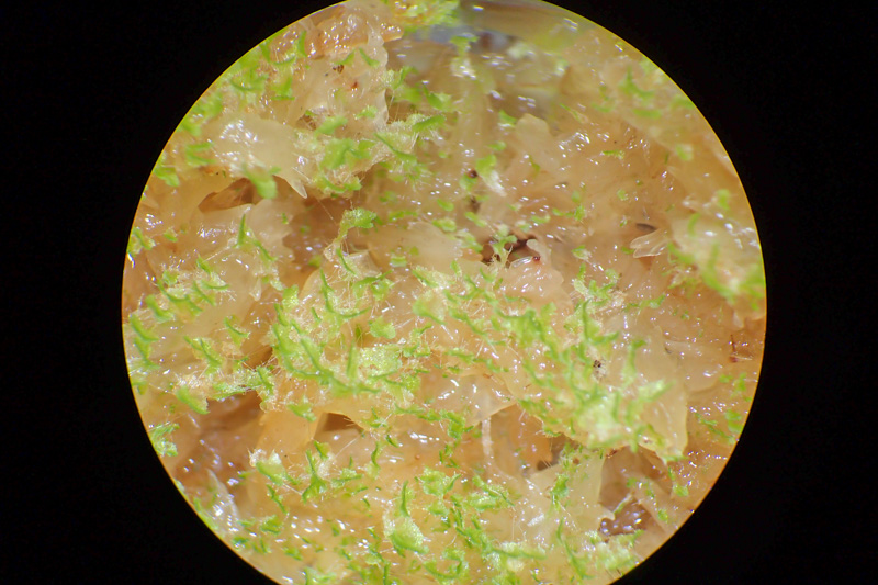 イワシロイノデ - 神奈川県のシダ植物