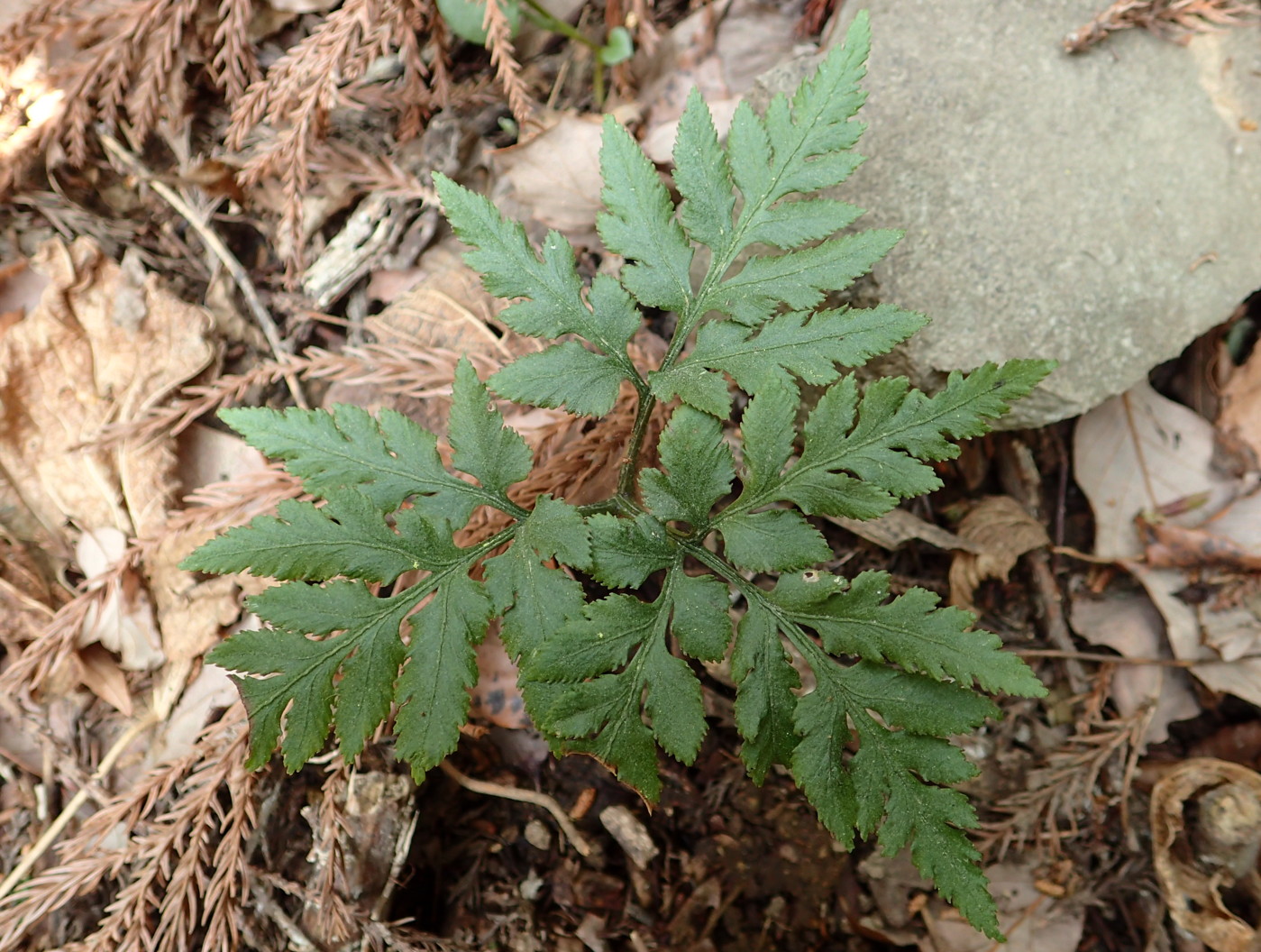 旅の地のシダ//平成30年4月3日 伊豆 大仁周辺のシダ - 神奈川県のシダ植物
