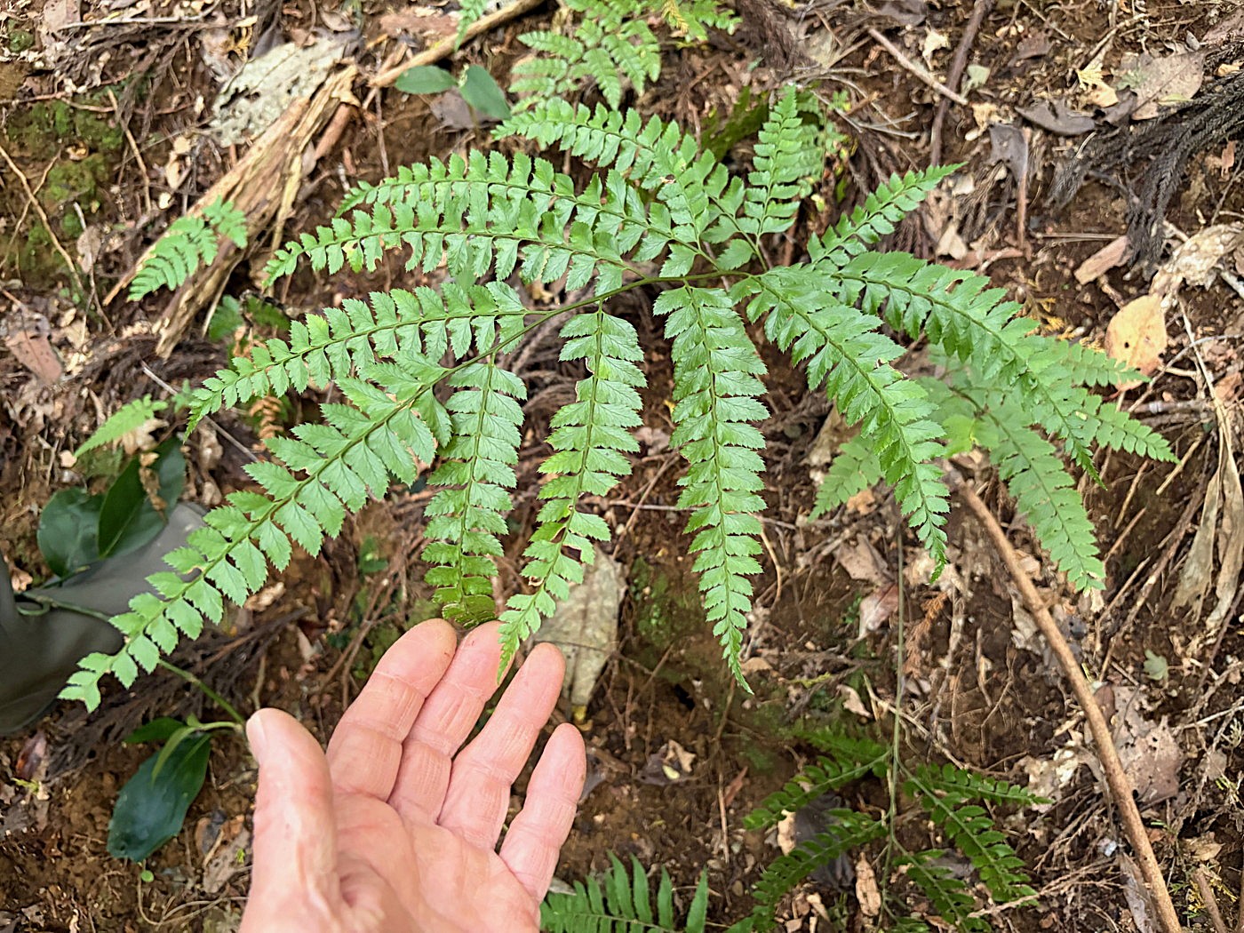 オオカナワラビ1、小形。2025年11月13日 静岡 由比 オオカナワラビ1、小形。2025年11月13日 静岡 由比