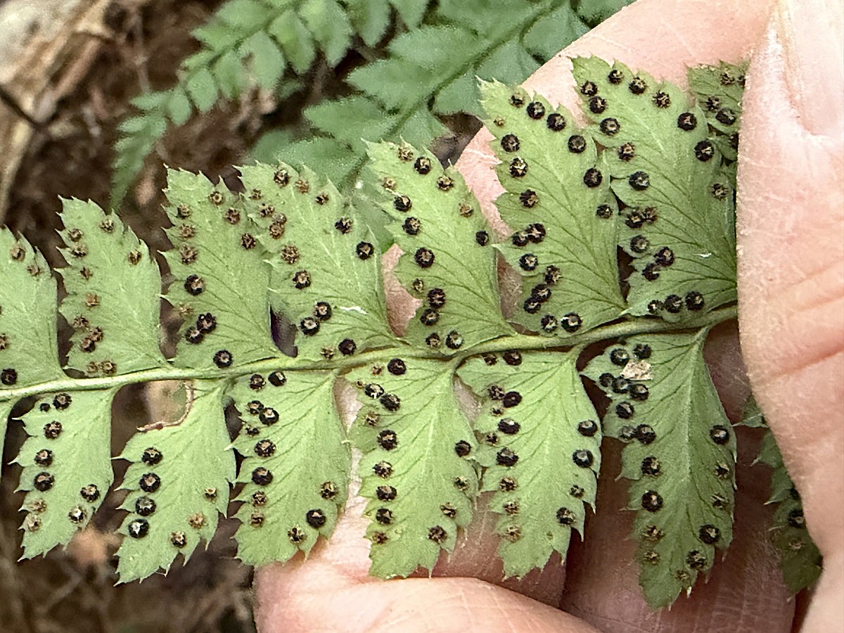 オオカナワラビ1、胞子のう群。2025年11月13日 静岡 由比 オオカナワラビ1、胞子のう群。2025年11月13日 静岡 由比