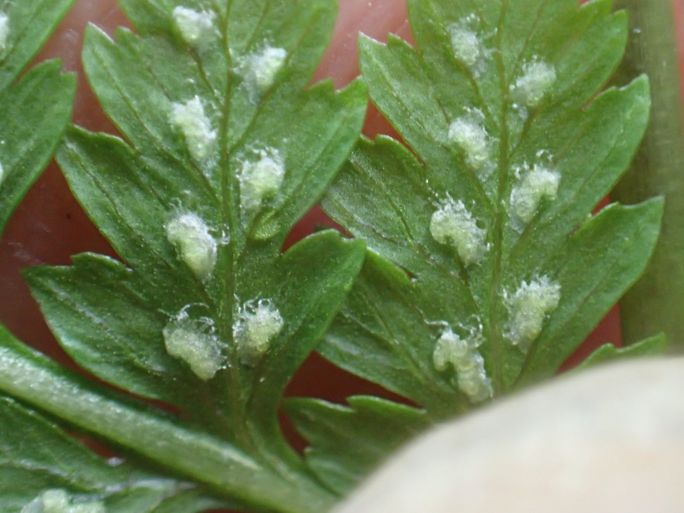 戸隠周辺 - 神奈川県のシダ植物