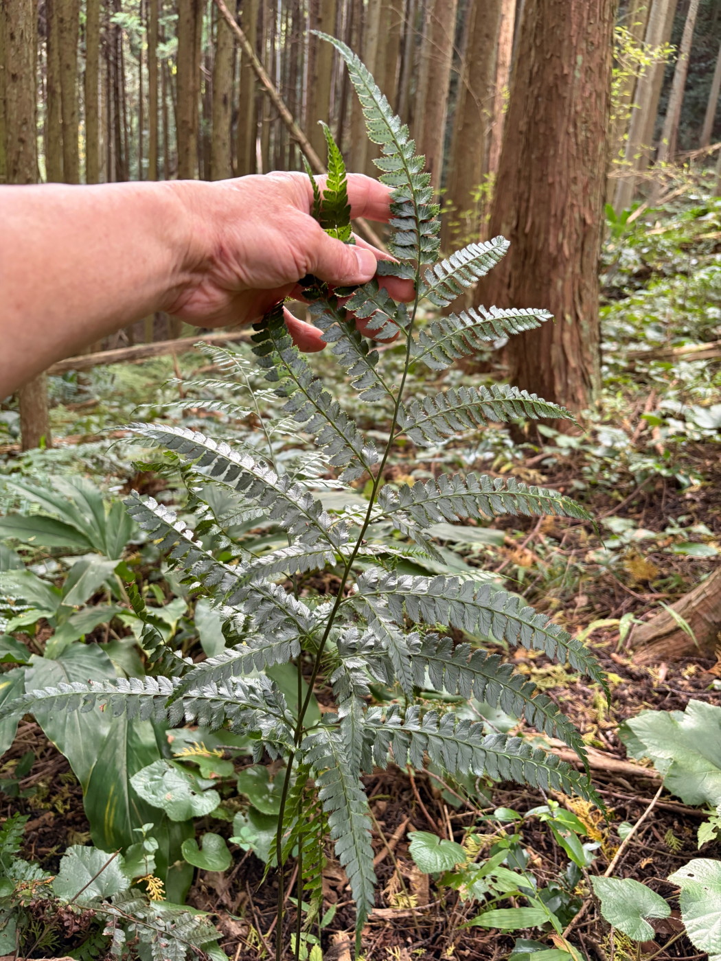 オオカナワラビ2、大形。最下羽片後側第1小羽片は1つで長い。2025年11月13日 静岡 由比 オオカナワラビ2、大形。最下羽片後側第1小羽片は1つで長い。2025年11月13日 静岡 由比