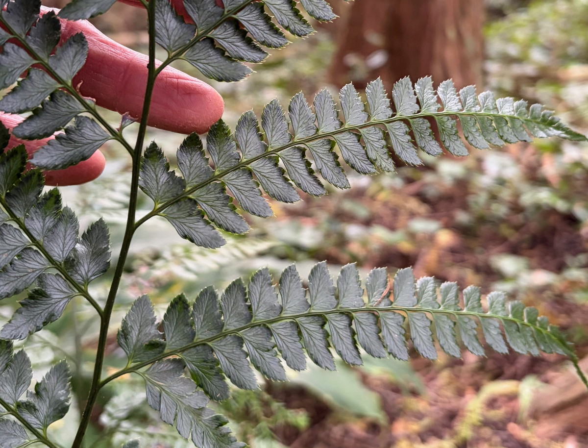 オオカナワラビ2、小羽片。2025年11月13日 静岡 由比 オオカナワラビ2、小羽片。2025年11月13日 静岡 由比