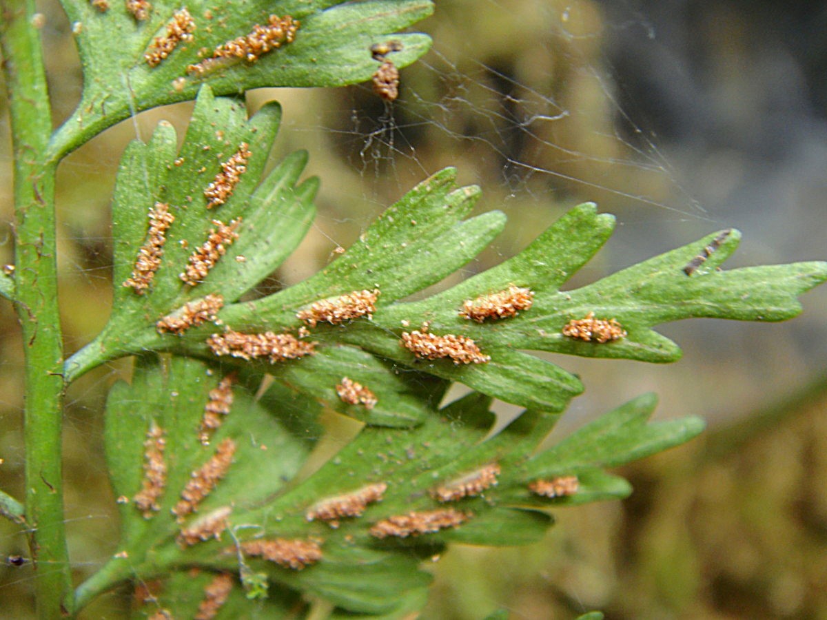 奥多摩 御岳山のシダ/トキワシダ - 神奈川県のシダ植物