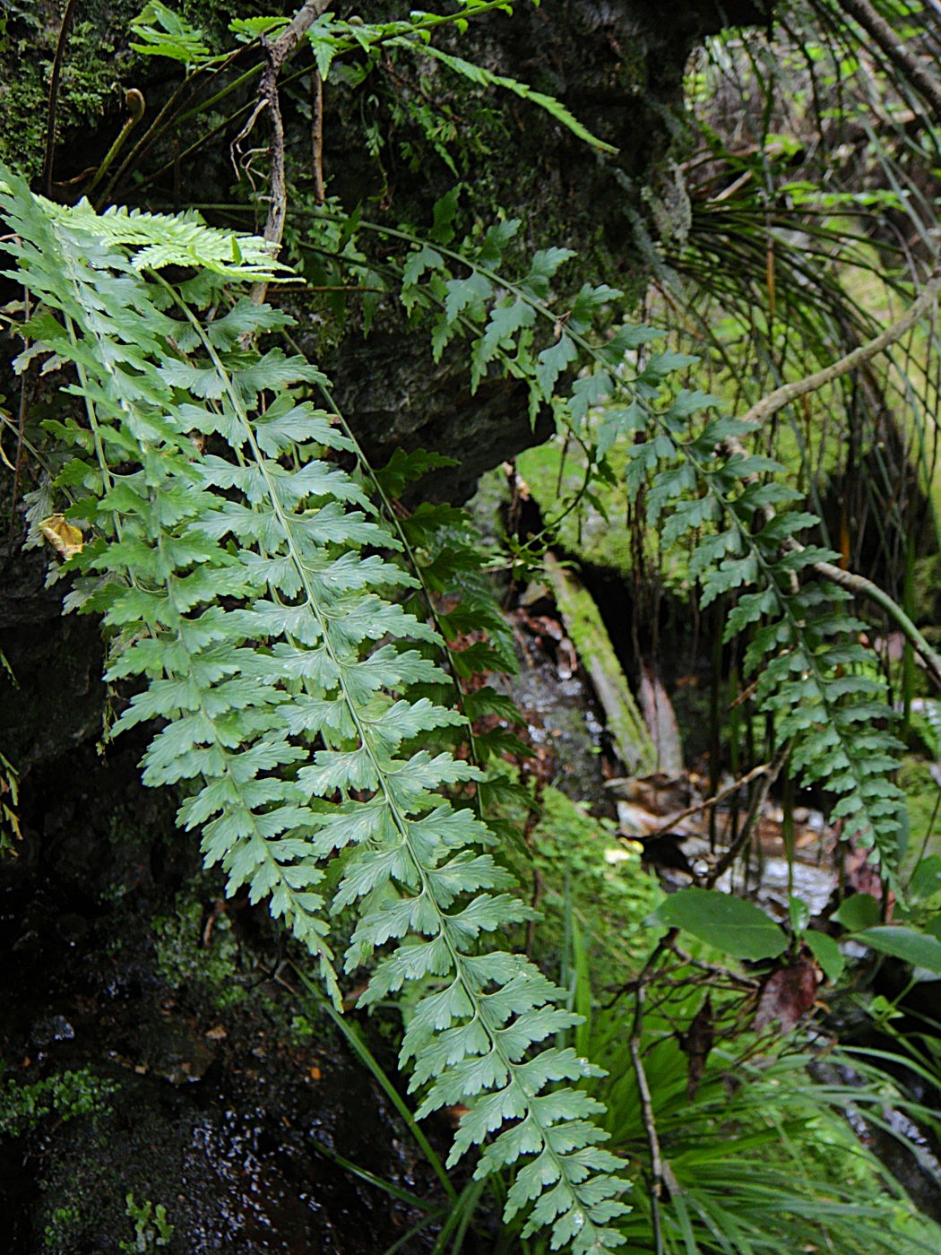 奥多摩 御岳山のシダ/トキワシダ - 神奈川県のシダ植物