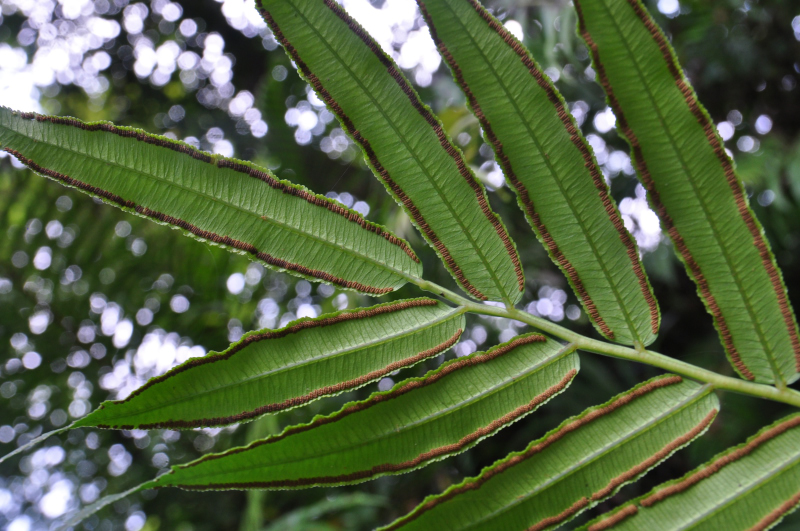 2023台湾で見られたシダ - 神奈川県のシダ植物