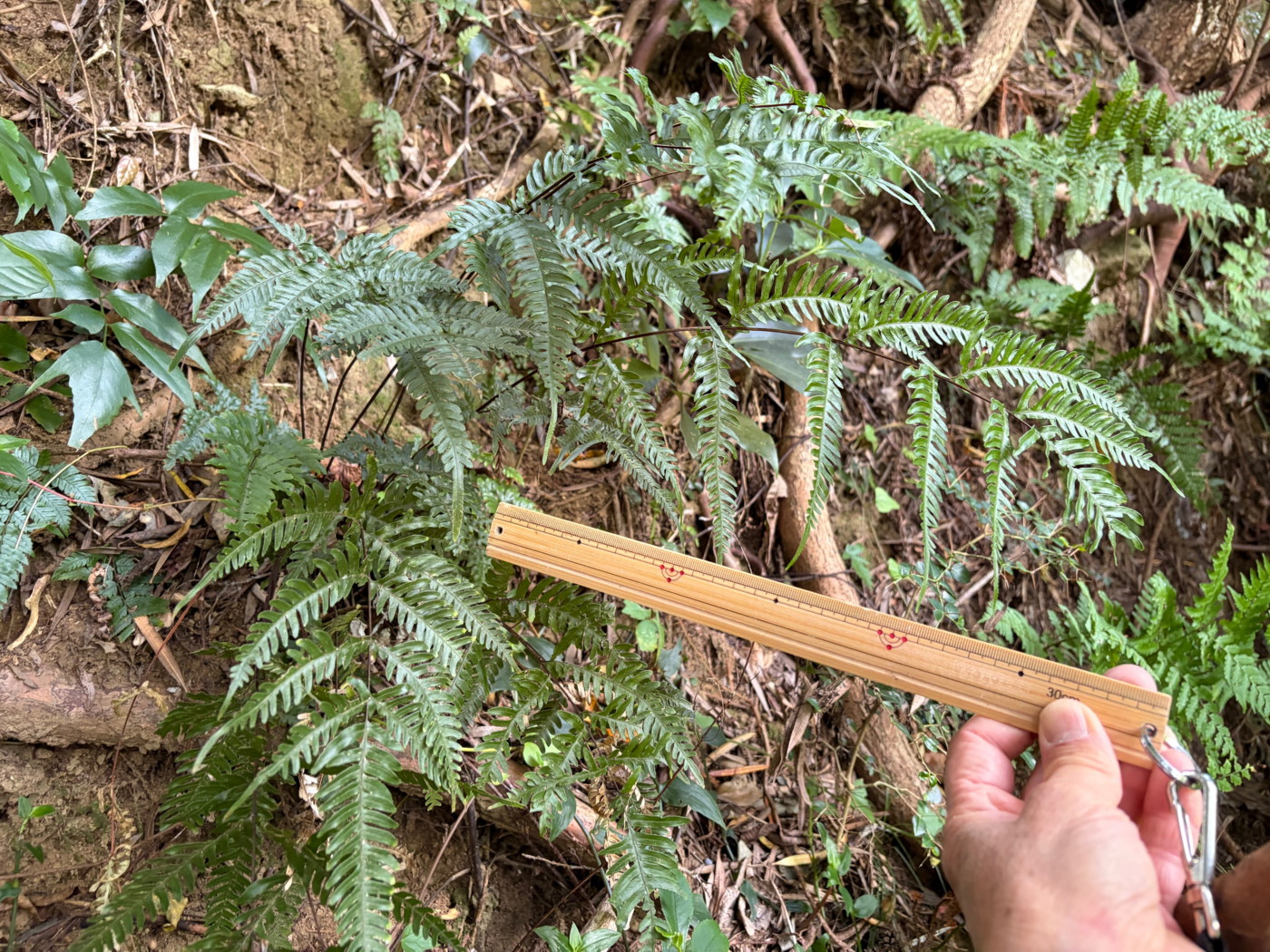 あまりウエットではない林縁の崖に生育するアマクサシダ。2025年11月13日 静岡 由比 あまりウエットではない林縁の崖に生育するアマクサシダ。2025年11月13日 静岡 由比