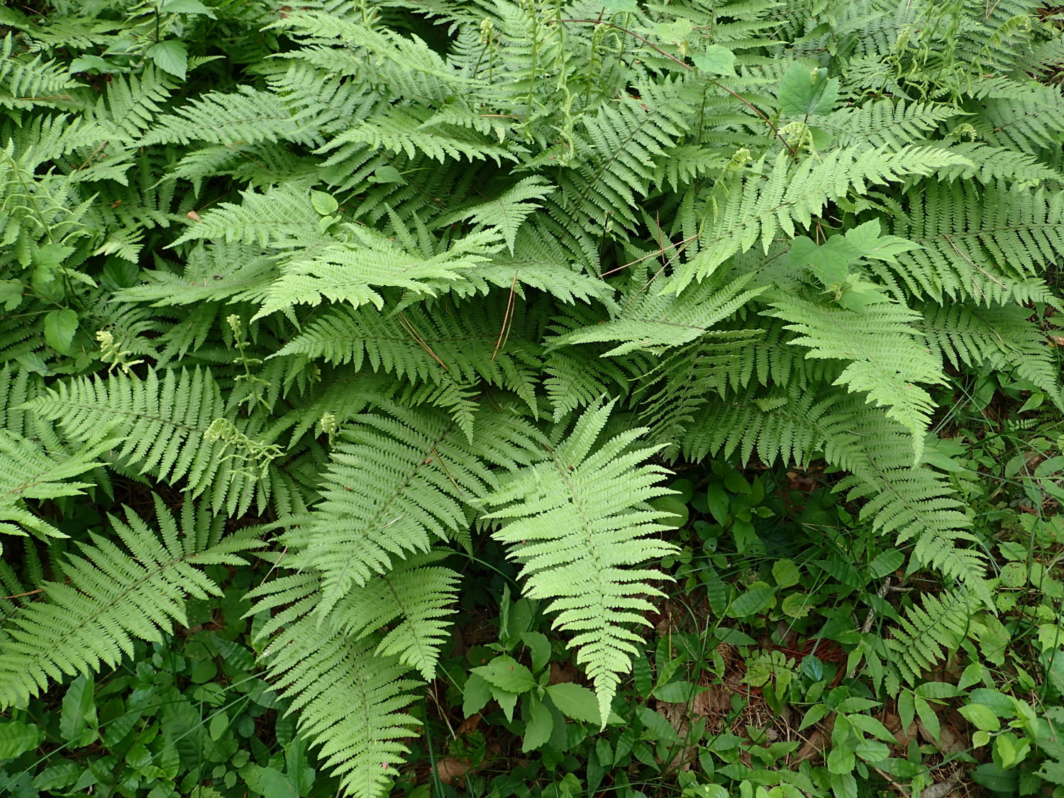 シダ3本目 メニッコウシダ - 神奈川県のシダ植物