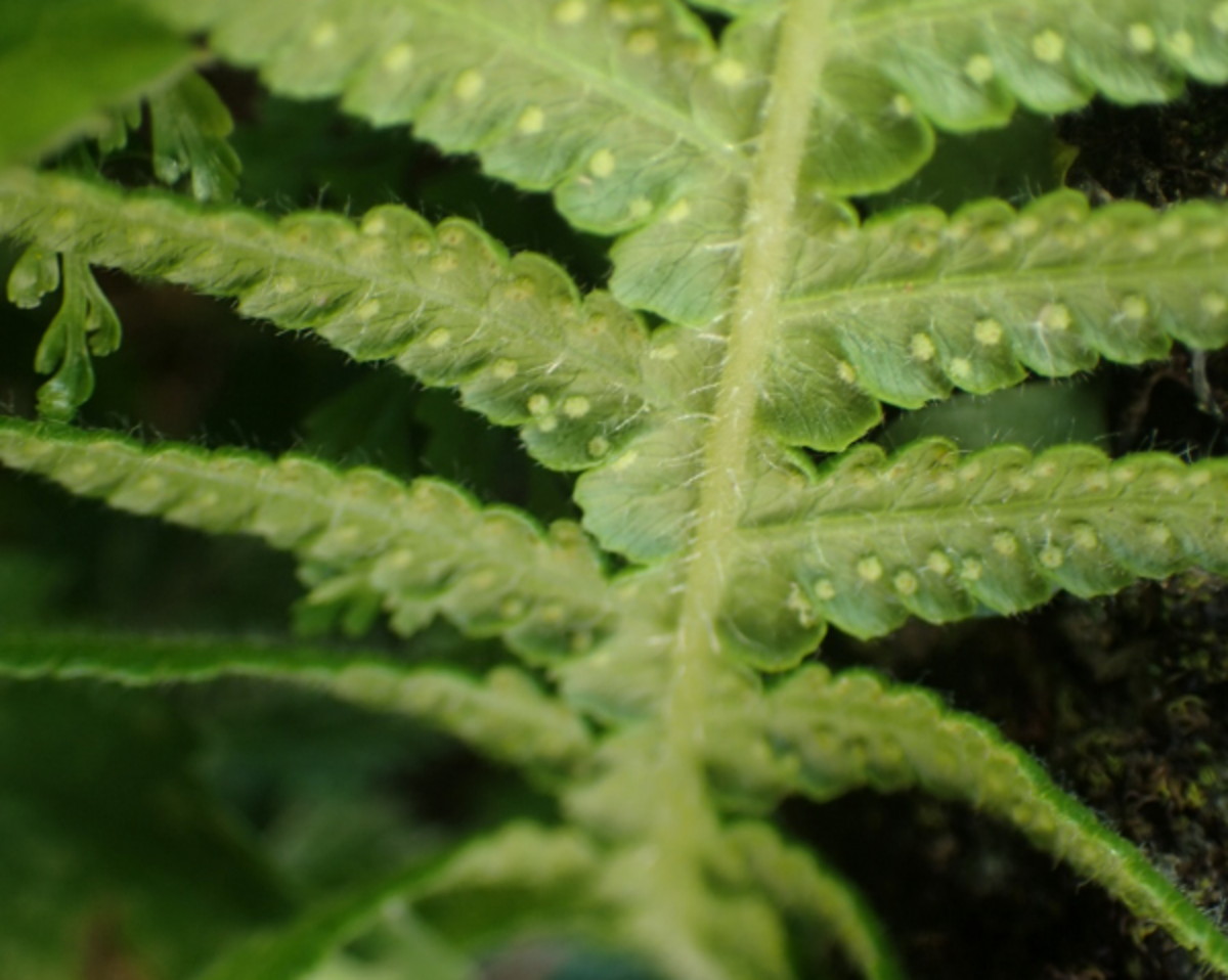 2023台湾で見られたシダ - 神奈川県のシダ植物