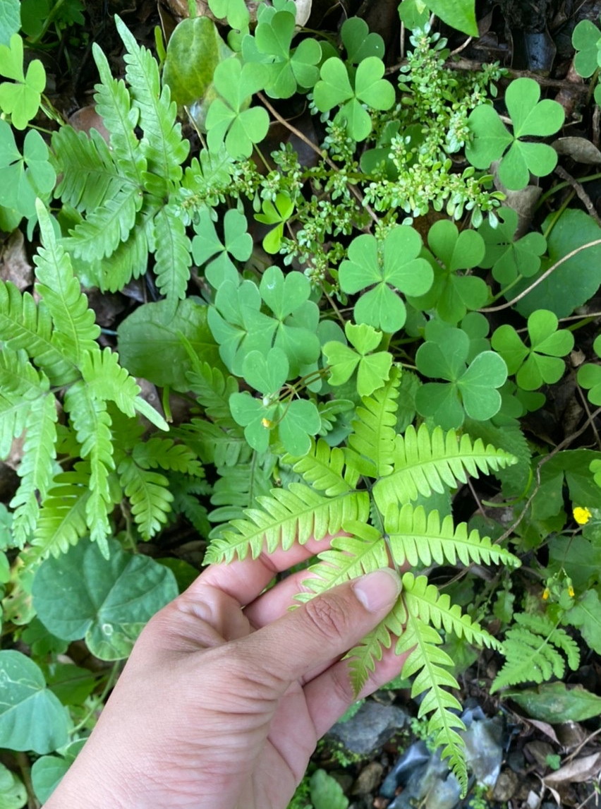 奄美大島 - 神奈川県のシダ植物