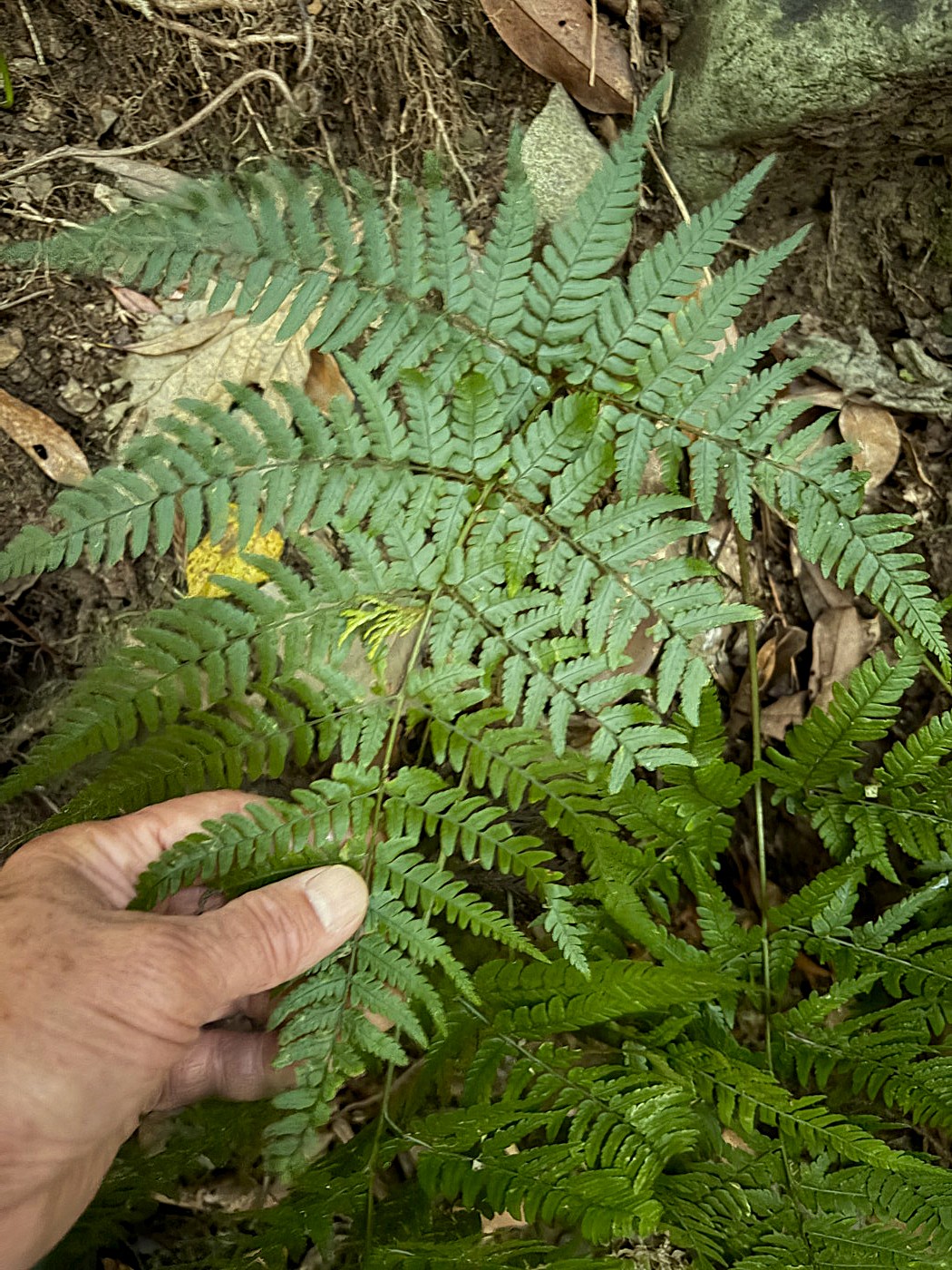 夕方近く林内の山道沿いで観察。2025年11月13日 静岡 由比 夕方近く林内の山道沿いで観察。2025年11月13日 静岡 由比