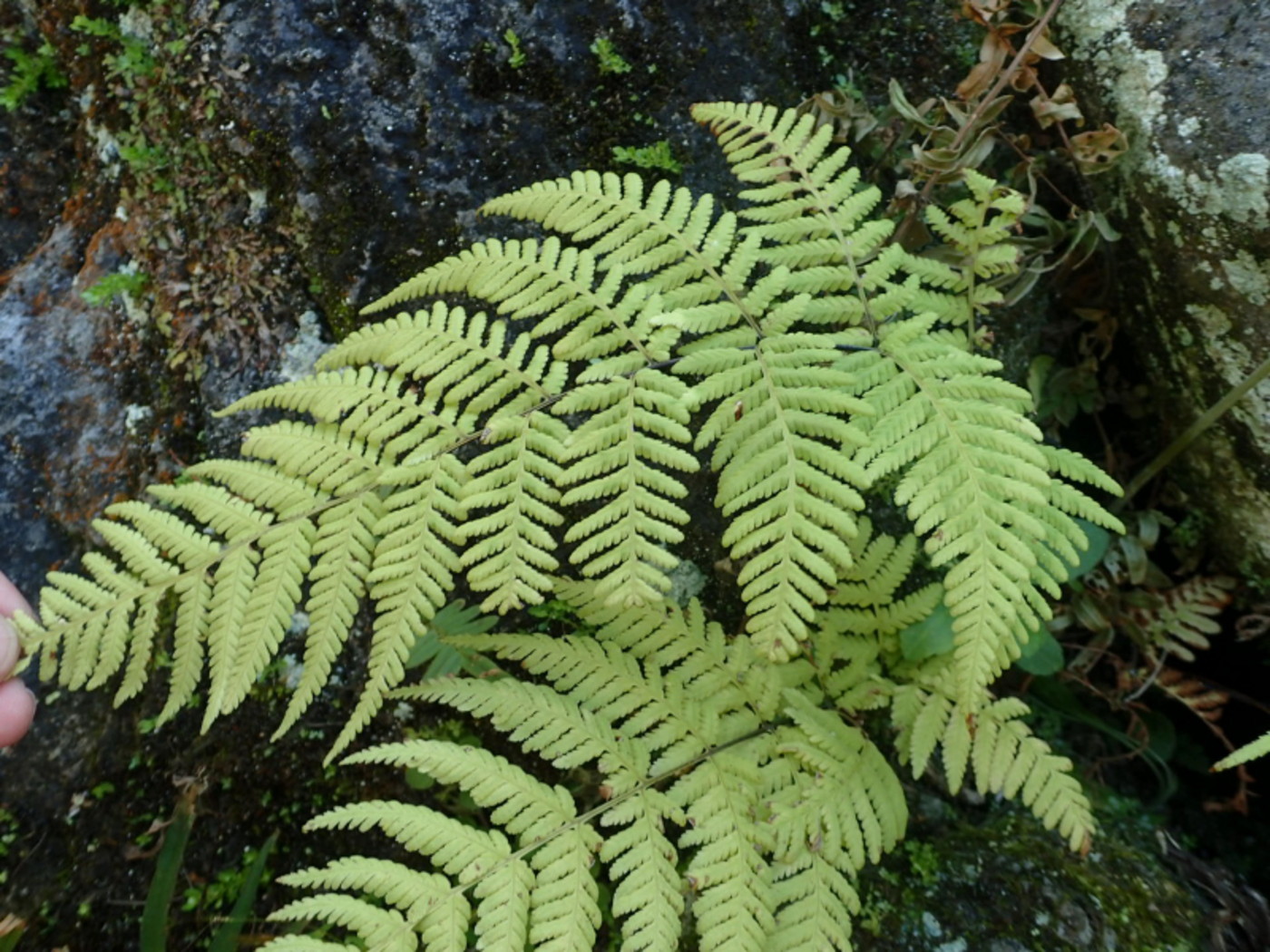 2023台湾で見られたシダ - 神奈川県のシダ植物