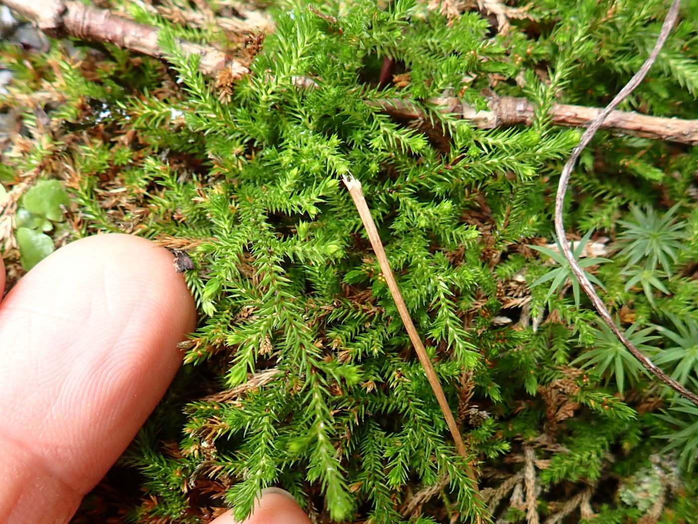 空*草様 ☆ヘイケイヌワラビ 島根県産 胞子培養株 戸隠周辺 - 神奈川