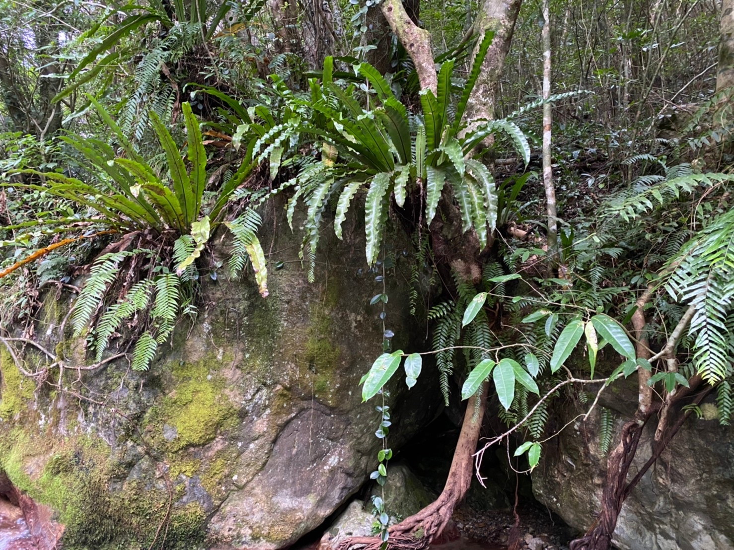 奄美大島 - 神奈川県のシダ植物