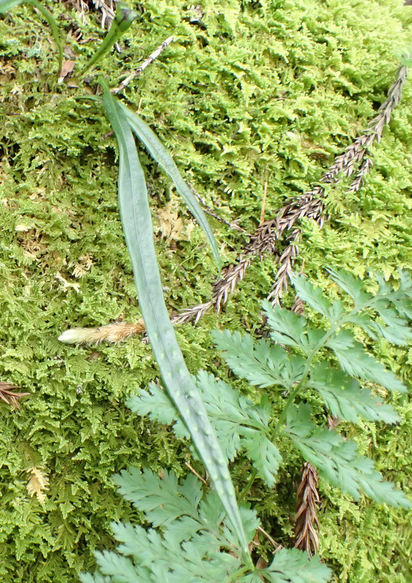 クロノキシノブ 黄色い胞子 - 神奈川県のシダ植物