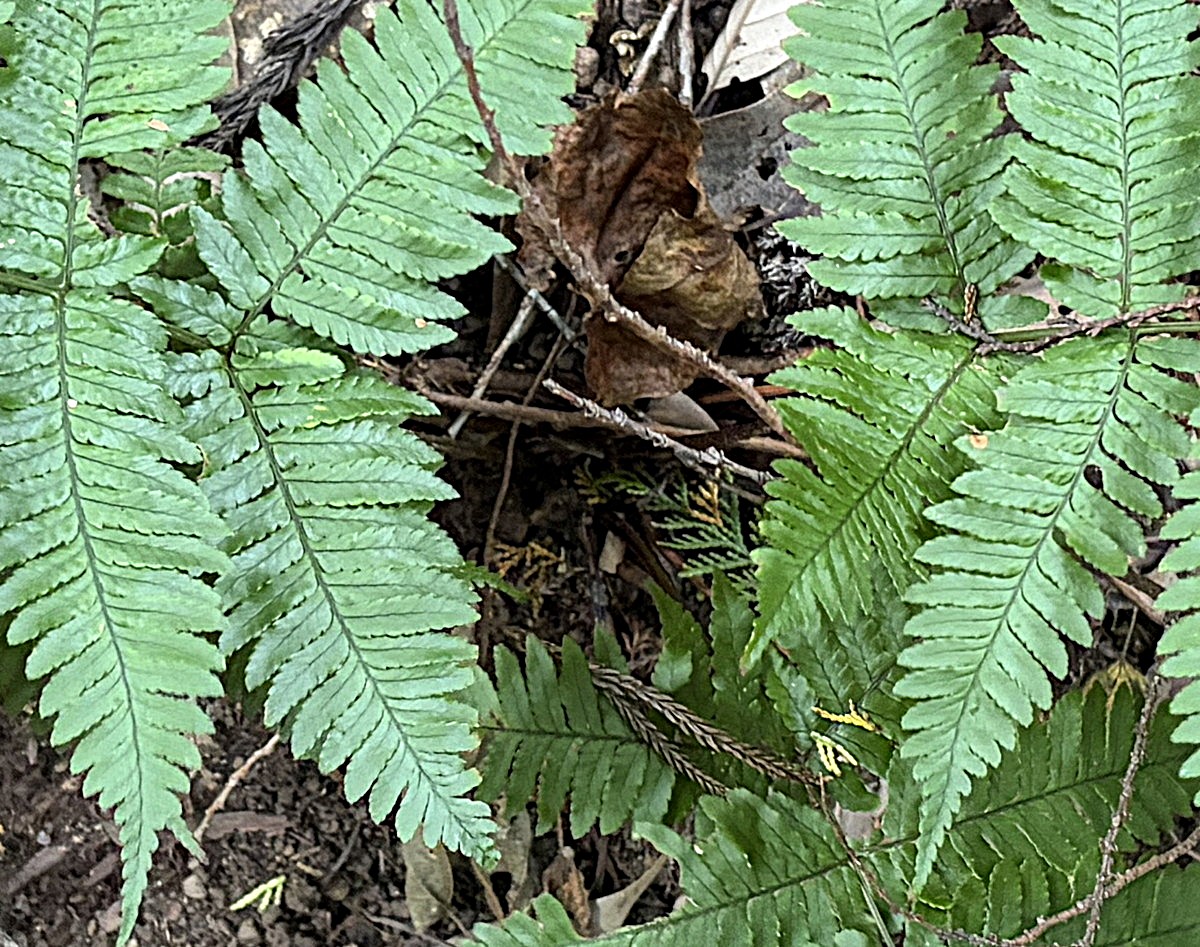 キノクニベニシダ、葉身下部。2025年11月13日 静岡 由比 キノクニベニシダ、葉身下部。2025年11月13日 静岡 由比