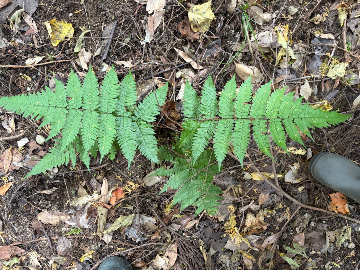 スギや照葉樹が混生する林床に生育するキノクニベニシダ。2025年11月13日 静岡 由比 スギや照葉樹が混生する林床に生育するキノクニベニシダ。2025年11月13日 静岡 由比