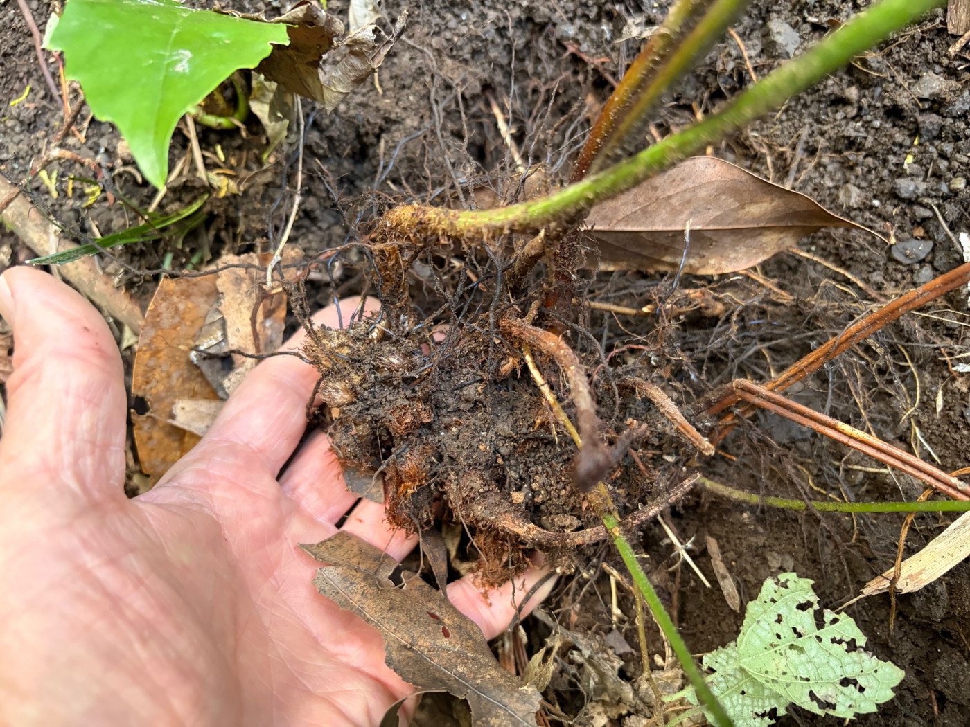 コバノカナワラビ、根茎はごく短く這い塊状に近い。2025年11月13日 静岡 由比 コバノカナワラビ、根茎はごく短く這い塊状に近い。2025年11月13日 静岡 由比