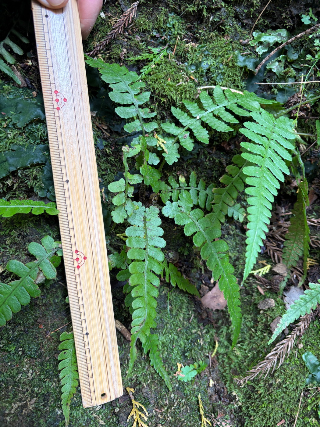 ウエットな空気に包まれた渓流沿いの岩壁に生育するコシケシダ。2025年11月13日 静岡 由比 ウエットな空気に包まれた渓流沿いの岩壁に生育するコシケシダ。2025年11月13日 静岡 由比