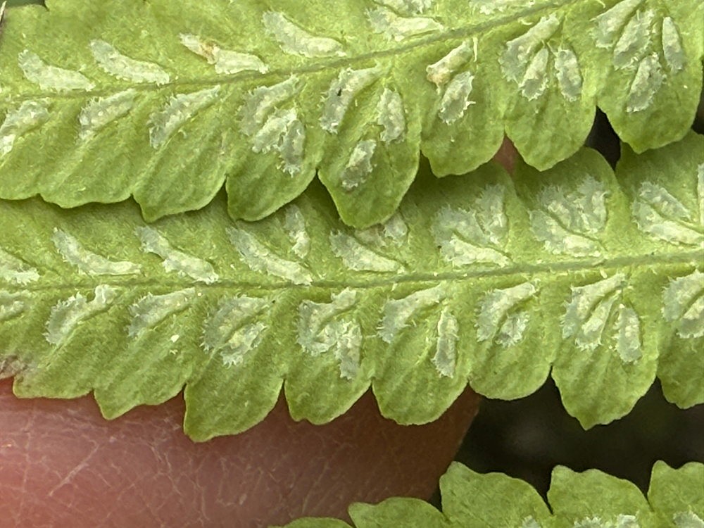 ナチシケシダ、包膜の辺縁は和紙を裂いた様にほつれる。2025年11月13日 静岡 由比 ナチシケシダ、包膜の辺縁は和紙を裂いた様にほつれる。2025年11月13日 静岡 由比