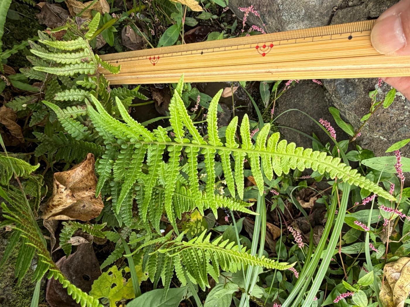 果樹園の脇の石組みに生育するナチシケシダ。2025年11月13日 静岡 由比 果樹園の脇の石組みに生育するナチシケシダ。2025年11月13日 静岡 由比