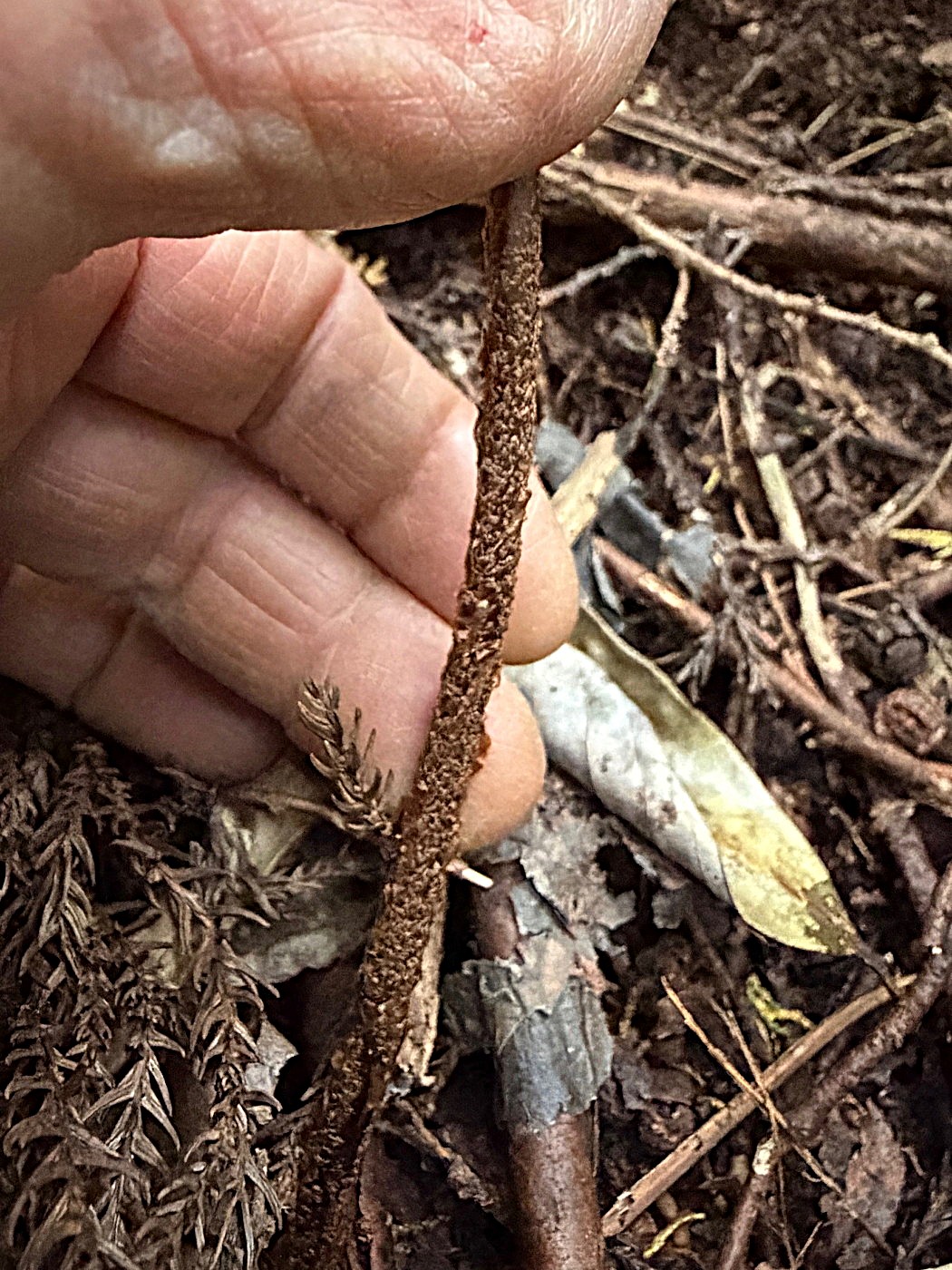 ナンゴクナライシダ、葉柄下部の鱗片。2025年11月13日 静岡 由比 ナンゴクナライシダ、葉柄下部の鱗片。2025年11月13日 静岡 由比