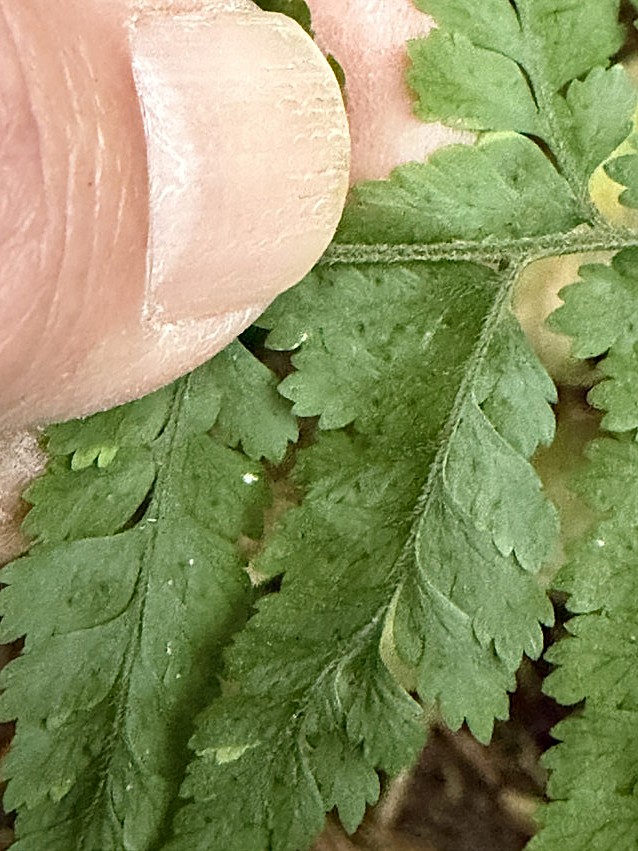 ナンゴクナライシダ、羽軸・小羽軸上に密生する毛。2025年11月13日 静岡 由比 ナンゴクナライシダ、羽軸・小羽軸上に密生する毛。2025年11月13日 静岡 由比