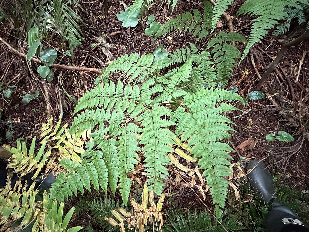 山地上部のスギ植林地内林床に生育するナンゴクナライシダ。2025年11月13日 静岡 由比 山地上部のスギ植林地内林床に生育するナンゴクナライシダ。2025年11月13日 静岡 由比
